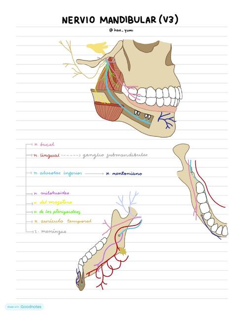 Esquema Nervio Mandibular (Trigémino)