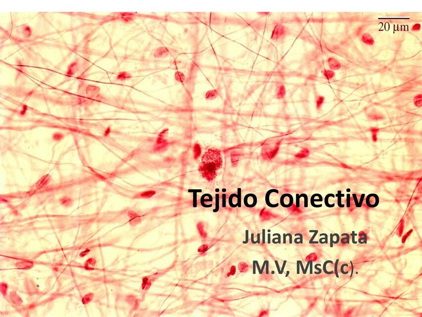 tejido conectivo