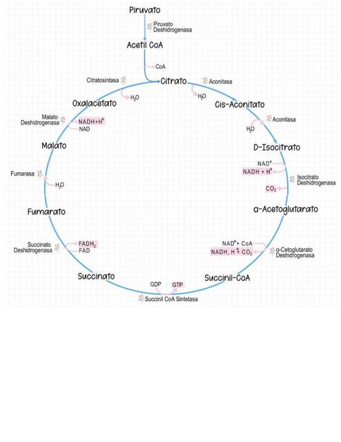 ciclo de krebs