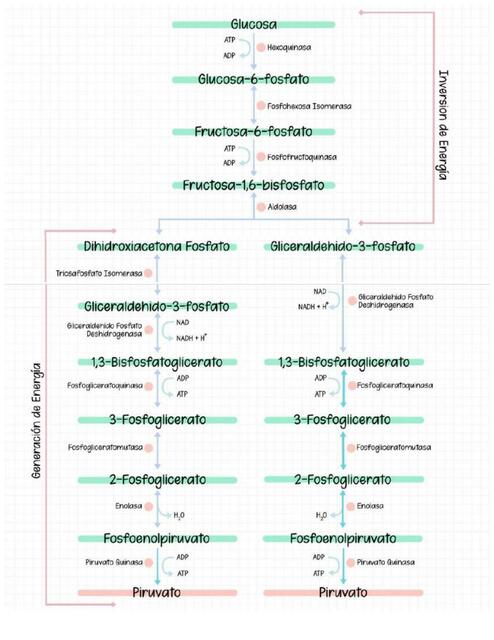 ciclo glucolisis