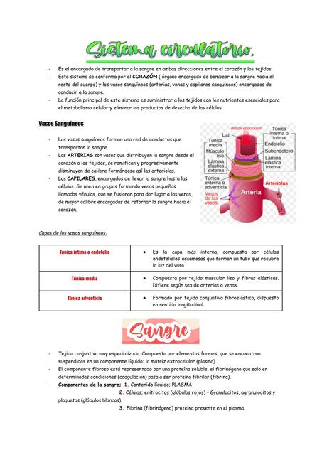 Sistema Circulatorio