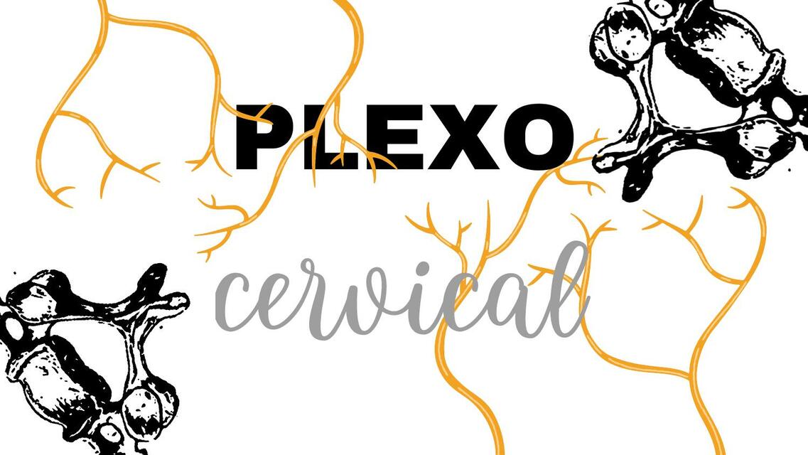 plexo cervical