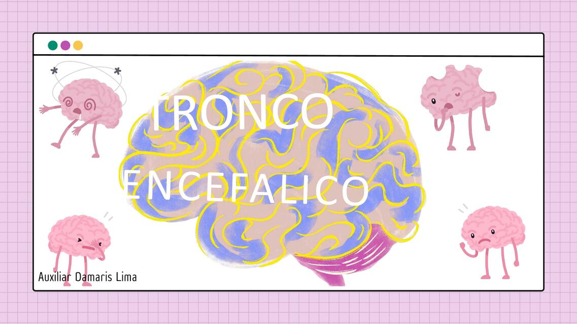 tronco encefalico