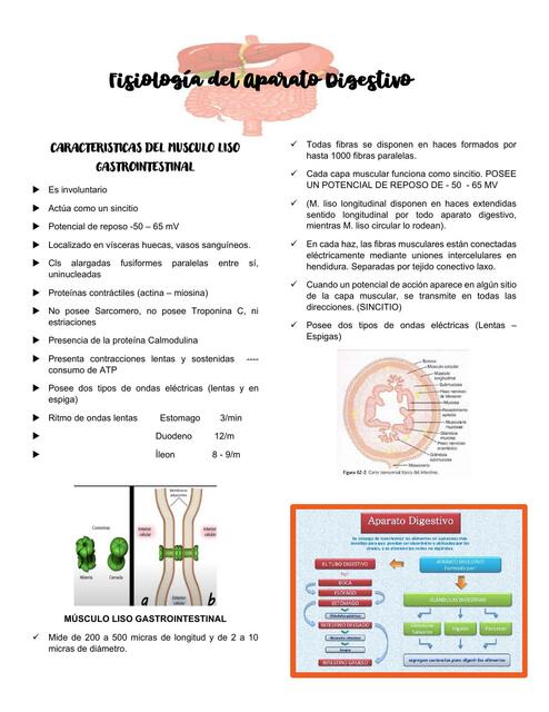 Fisiologia del Sistema Digestivo