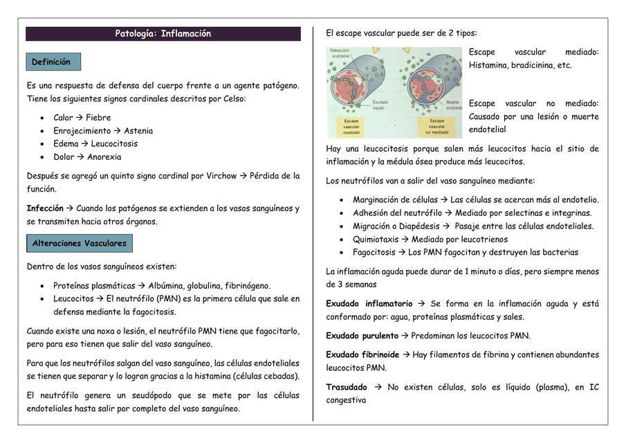 Patología Inflamación