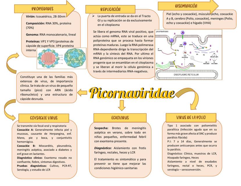PICORNAVIRIDAE