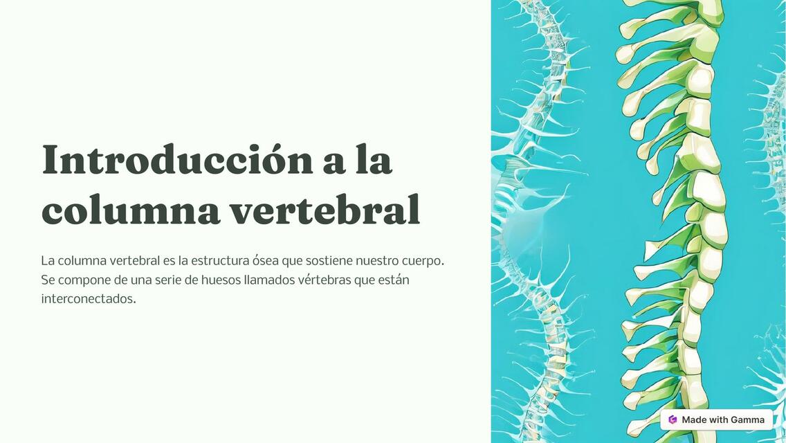 Introduccion a la columna vertebral