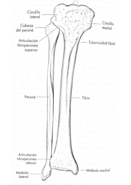 Esquemas Tobillo y pie