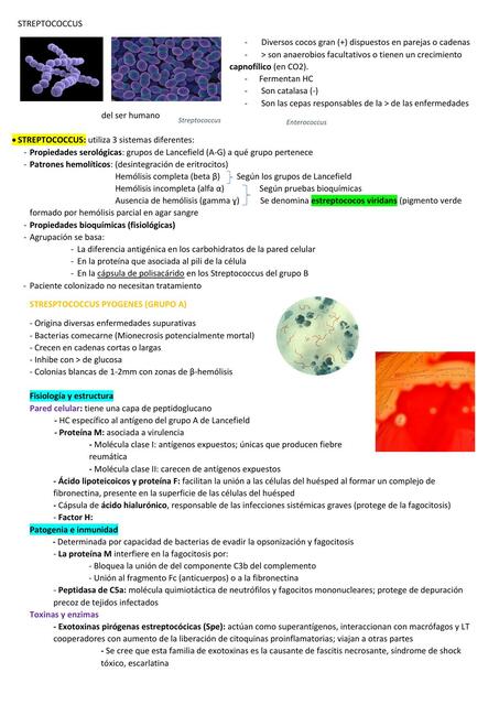 1 STREPTOCOCCUS y ENTEROCOCCUS