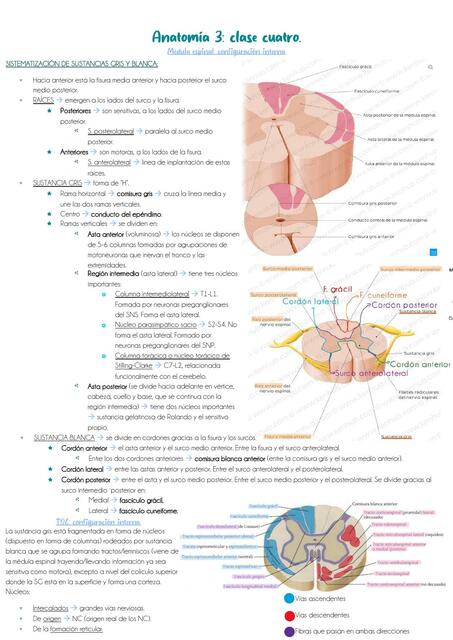 Clase 4: config. int. de médula, bulbo, protuberancia, cerebelo y mesencéfalo.